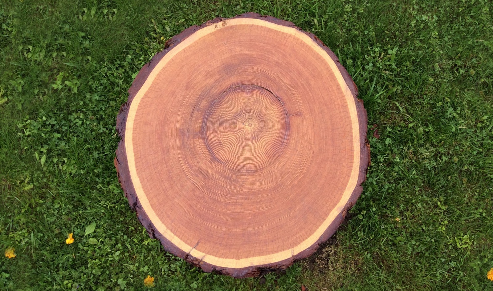 Лиственница Лиственница