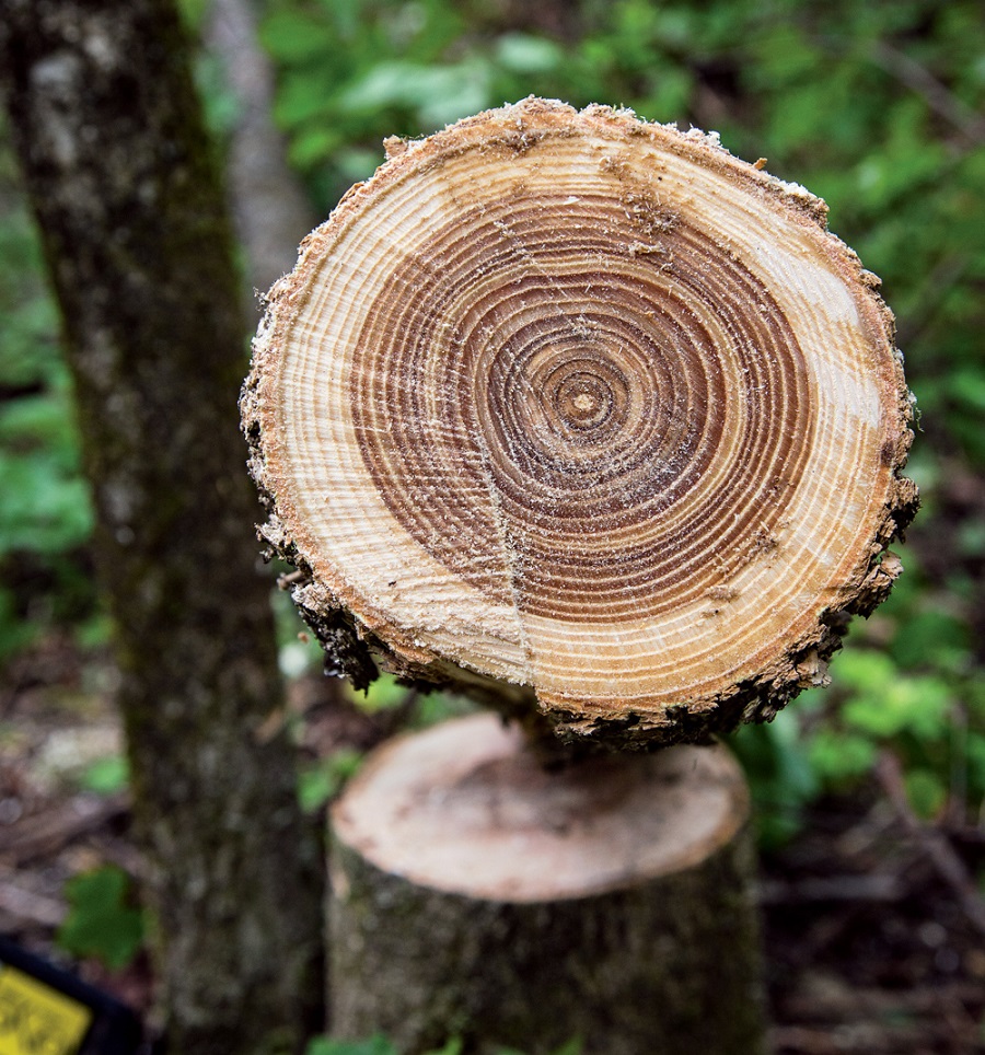 Ясень  Ясень