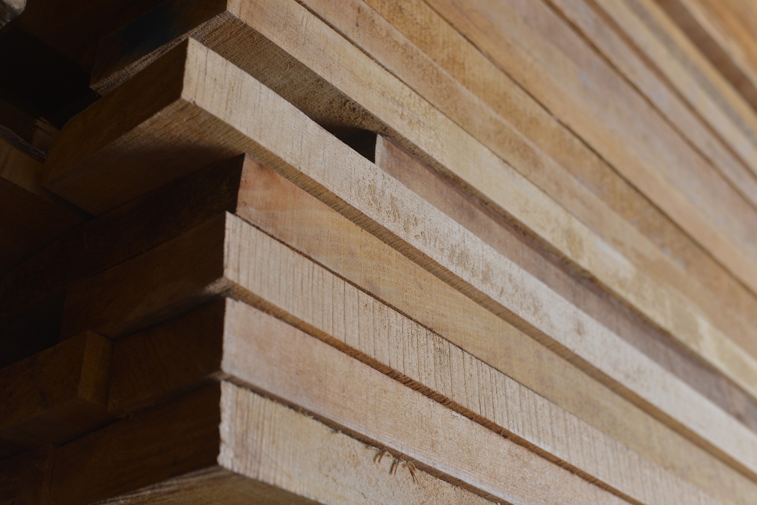 Ольха Ольха