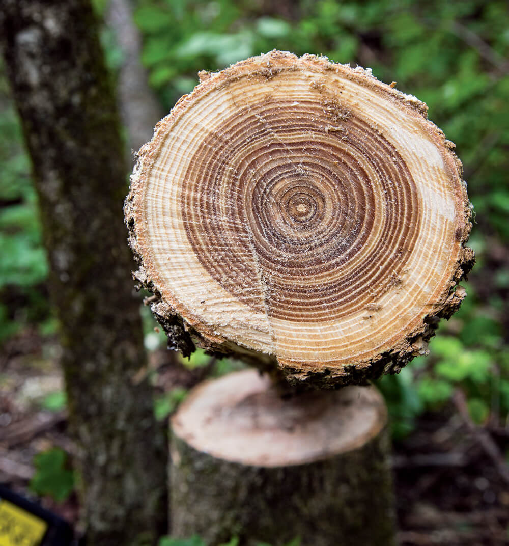Кухни из массива ясеня